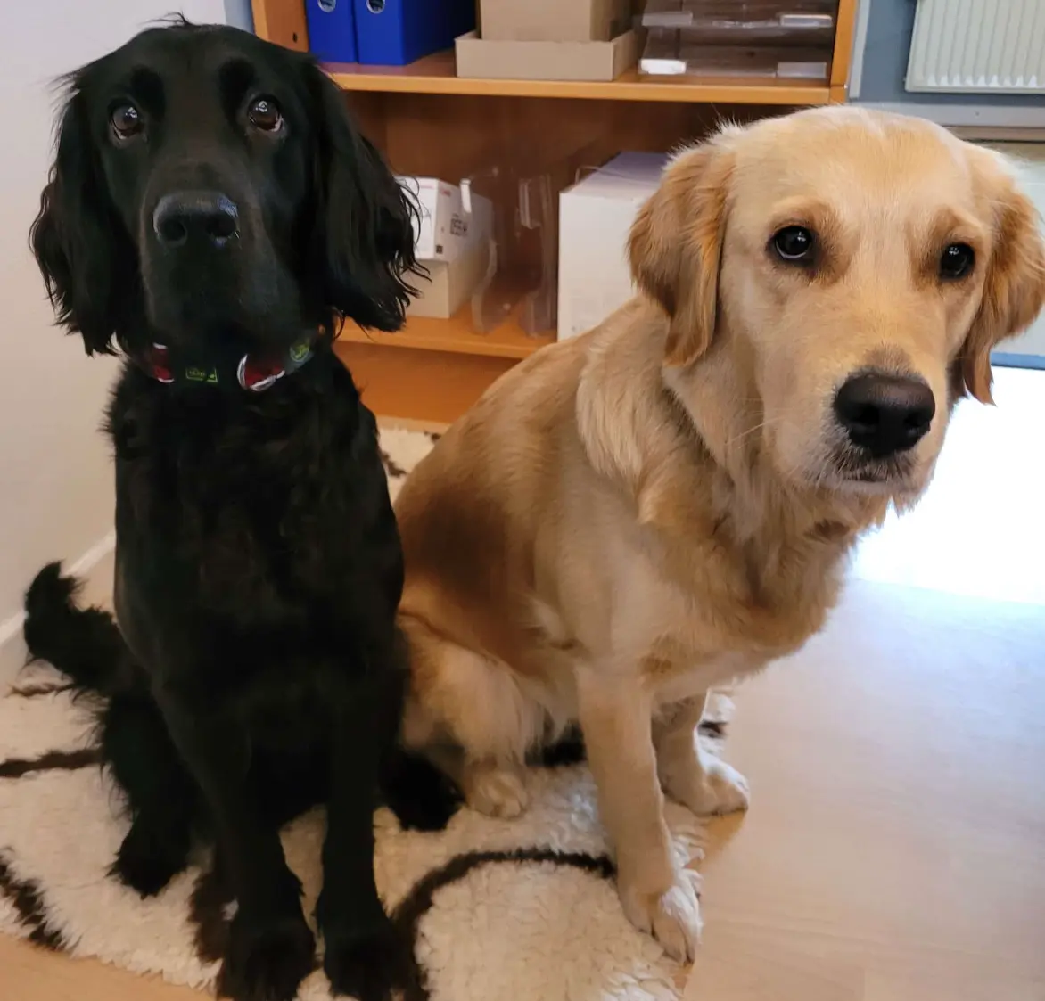 Bürohunde Maja und Molly im Tausendsassa-Büro in Hamburg-Sasel